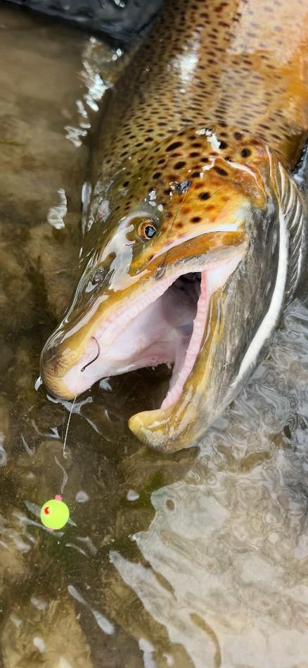 This Weeks Customers Spot Light: Matt Z. Cambridge ON Product: 10mm KypeFish Blood Dot Chartreuse